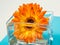 One bright orange gerbera flower in square glass vase