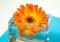 One bright orange gerbera flower in square glass vase