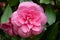 One bright pink Camelia in a spring garden