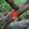 One bright red tulip with old wooden rustic fence on background