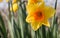 One bright yellow daffodil flower, Narcissus, blooming in the spring sunshine