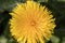 One bright yellow dandelion flower head, Taraxacum officinale, lions tooth or clockflower, close-up macro with selective focus