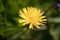 One bright yellow dandelion flower, Taraxacum officinale, lions tooth or clockflower, blooming in spring close-up view with blur