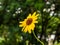 One Bright Yellow Sunflower, Sideways View