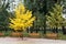 One bright yellow tree in city park between green plants and wooden benches. Autumn season beginnings