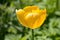 One bright yellow tulip flower, Tulipa Golden Oxford hybrid, blooming in springtime, close-up view