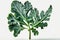 One broccoli leaf on a white background. Fringed green leaf of Broccolli