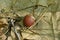 One brown acorn lies on gray dry fallen leaves