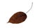 One brown autumn leaf on a white isolated background