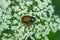 One brown chafer beetle sits on a white flower