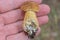 one brown fresh boletus mushroom lies on the fingers