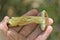 one brown fresh boletus mushroom lies on the fingers