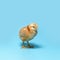One brown fuzzy young chick is standing on a blue background