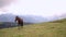 One brown horse grazing in the meadow or mountains. Beautiful view of the natural landscape, green meadow.