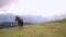 One brown horse grazing in the meadow or mountains. Beautiful view of the natural landscape, green meadow. 4k video