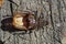 one brown large dry dead beetle lies on a gray wooden table