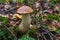 One brown mushroom, Lurid Bolete, in the woods.