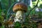 One brown mushroom, Lurid Bolete, in the woods.