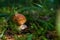 One brown mushroom, Lurid Bolete, in the woods.