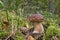 One brown mushroom, Lurid Bolete, in the woods.