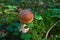 One brown mushroom, Lurid Bolete, in the woods.