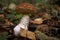 One brown mushroom, Lurid Bolete, in the woods.