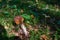 One brown mushroom, Lurid Bolete, in the woods.