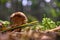 One brown mushroom, Lurid Bolete, in the woods.