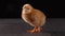 One brown newborn chicken standing