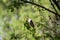 One brown sparrow eating on a tree