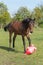 One brown stallion is playing with brightly colored rubber inflatable animal toys, in the pasture, riding horse