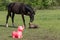 One brown stallion is playing with brightly colored rubber inflatable animal toys, in the pasture, riding horse