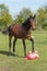 One brown stallion is playing with brightly colored rubber inflatable animal toys, in the pasture, riding horse