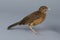One brown thrush bird