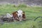 One brown and white Cattle Hereford Ruminating on Pastureat, looking at the camera