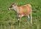 One brown and white cow on a green field in a rural countryside with copy space. Raising and breeding livestock cattle