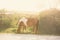 One brown and white horse grazing near marsh land