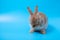 One brown young adorable bunny sitting lick and clean leg on blue background