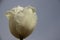 One Budding White Tulip With Murky Gray Sky