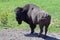 One Buffalo / Bison Bull in the Lamar Valley in Yellowstone National Park in Wyoming USA