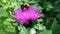 One bumblebee (bumble bee, bumble-bee, humble-bee in genus Bombus, part of Apidae) sit in Carduus, true thistles