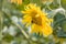 One bumblebee collects honey from a sunflower