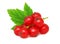 One bunch of ripe redcurrant with green leaf (isolated)