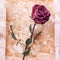 One burgundy rose flower on painted crumpled aged paper background close up, holiday invitation or greeting card design