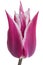 One burgundy tulip on white