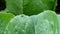 One busy red ladybug walking quickly on the green vegetable leaf in an organic farm