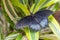 One butterfly with black spread wings sitting at the end of a twig with flowers