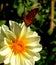 One butterfly on the white flower in garden - closeup