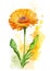 One calendula (marigold) flower over yellow watercolor splash. Generative AI illustration over white background