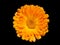 One calendula orange flower isolated on black